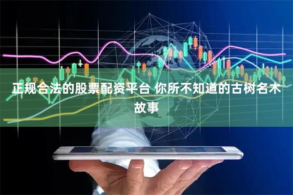 正规合法的股票配资平台 你所不知道的古树名木故事